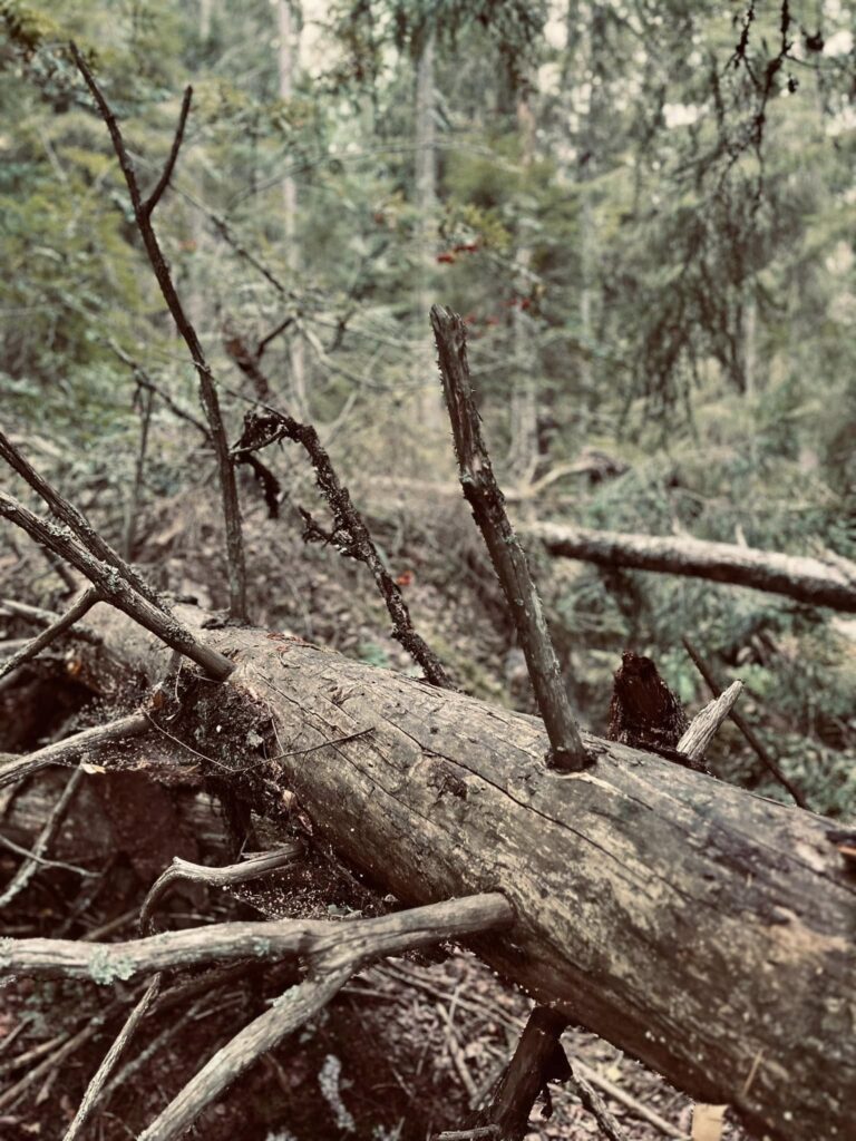 485082411 1048071864022988 2745416012411199520 n